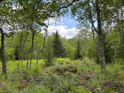 Lot 9 Chickadee Dr, Davis, WV, 26260-8306 | Card Image