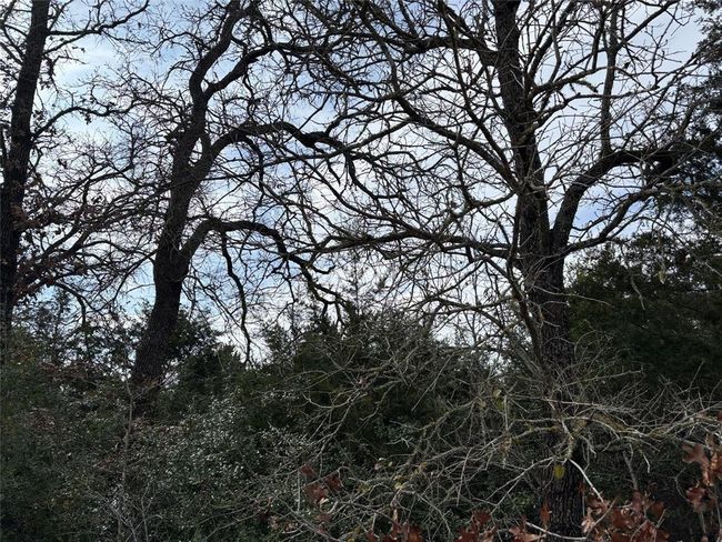 Tree cover | Image 15