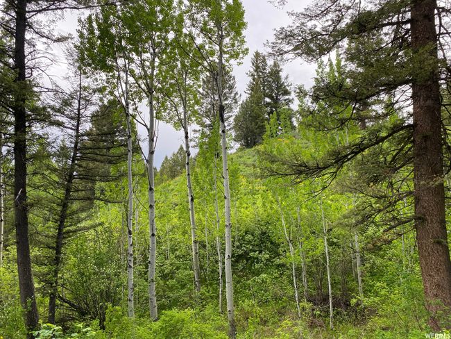 View of local wilderness | Image 72