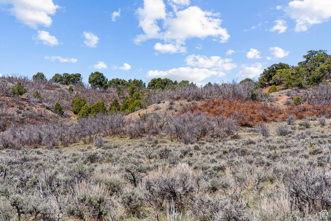 Deer in middle canyon | Image 66