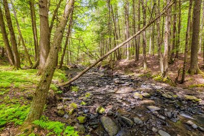 945 Picknell Road, Home with 0 bedrooms, 0 bathrooms and null parking in Thetford VT | Image 3