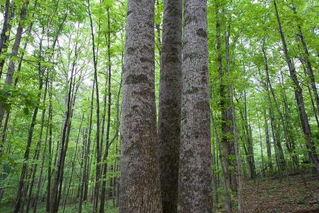 40.46AC Barker Cove Loop, Home with 1 bedrooms, 1 bathrooms and null parking in Palmer TN | Image 20