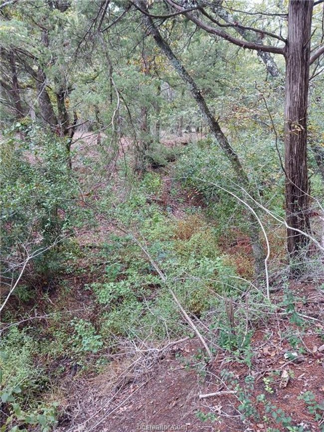 View of tree filled area | Image 25