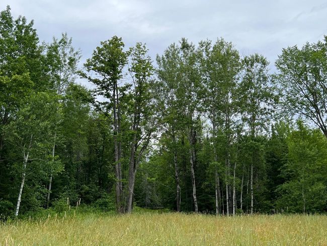 Mature Timber | Image 44