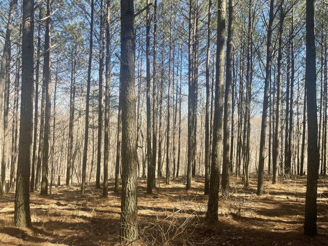 80 High Point Ln, Home with 0 bedrooms, 0 bathrooms and null parking in Jasper TN | Image 129