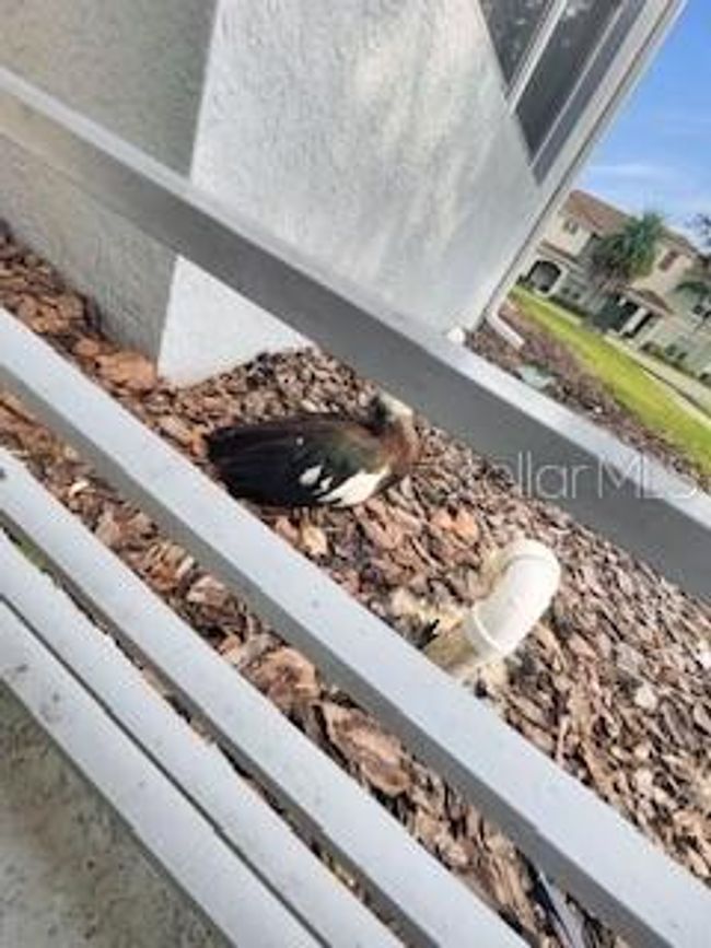 103 - 4751 Clock Tower Dr, Condo with 2 bedrooms, 2 bathrooms and null parking in KISSIMMEE FL | Image 12