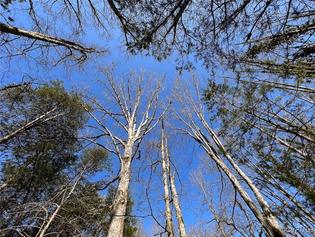 4.5 Acres Bell Road, Home with 0 bedrooms, 0 bathrooms and null parking in Sandy Hook VA | Image 8