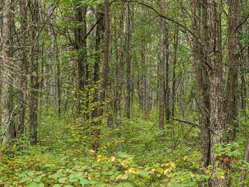 Lot C Sandbar Lane, Merrifield, MN, 56465 | Card Image