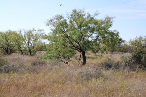 0 County Rd 130 Highway, Ballinger, TX, 76821 | Card Image