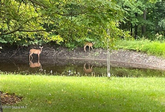 Deer & Reflections at Pond | Image 29