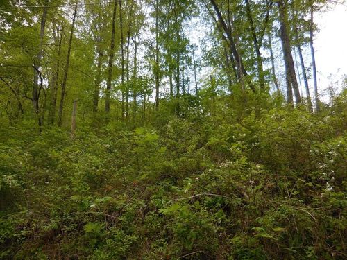 12 Lone Pine Way, Sevierville, TN, 37862 | Card Image