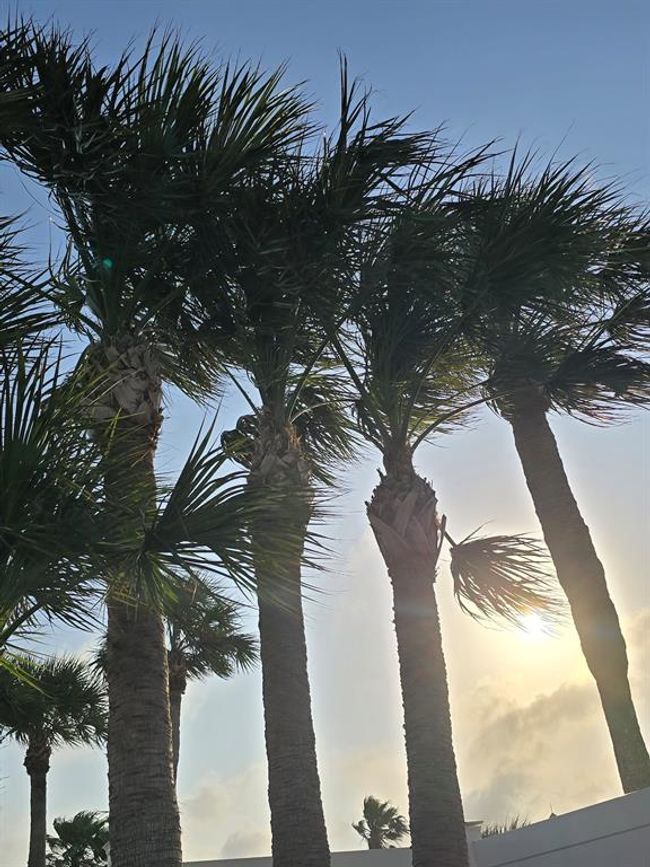 Catching the sunset through the palm trees, just soaking it all in—coastal living really doesn’t get better than this. | Image 14