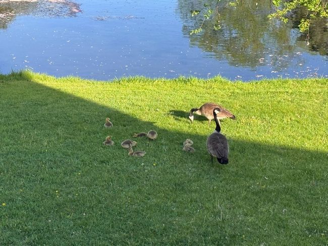 Seller submitted photo of wildlife seen from the home! | Image 29