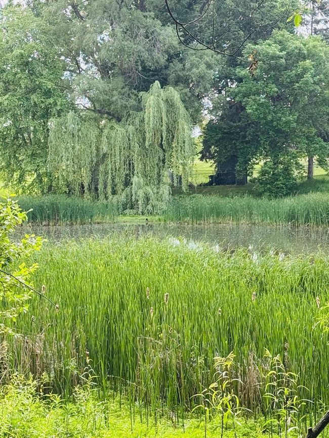 Pond.jpeg | Image 64