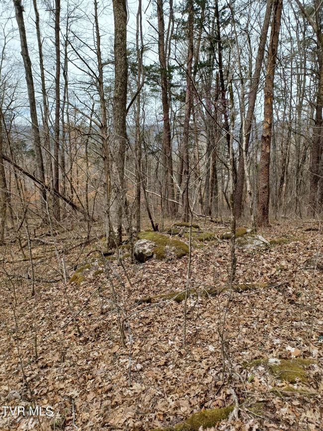 20 Dunville Gap Rd, Home with 0 bedrooms, 0 bathrooms and null parking in Rutledge TN | Image 15