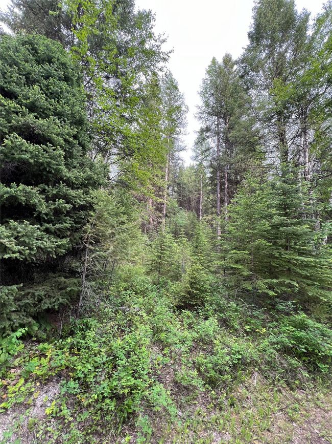 plenty to you guessed it - trees! | Image 124
