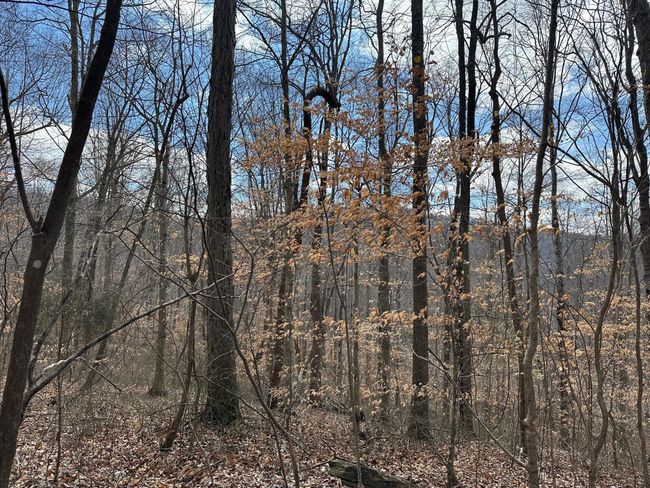 126 Northcutts Cove Rd, Home with 0 bedrooms, 0 bathrooms and null parking in Beersheba Springs TN | Image 18