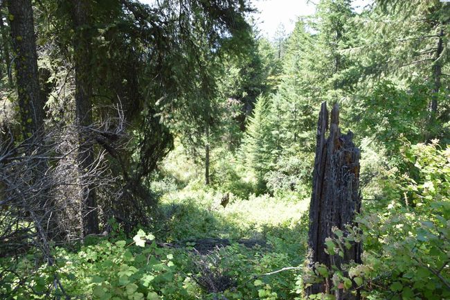 1555 Comstock Mine Rd, Home with 0 bedrooms, 0 bathrooms and null parking in Colville WA | Image 17