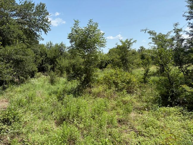 View of woods | Image 11