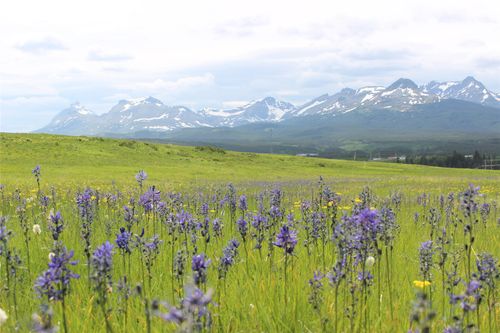 21001 Us Highway 2, East Glacier Park, MT, 59434 | Card Image