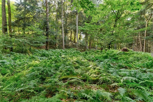 View of nature | Image 12