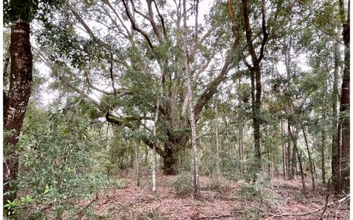 265 Se Pine Tree St, Branford, FL, 32008 | Card Image