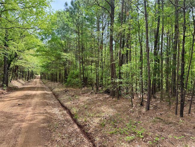 0 County Road 2742, Home with 0 bedrooms, 0 bathrooms and null parking in Naples TX | Image 12