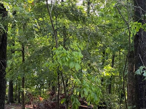 Lot 8 Island View Drive, Greers Ferry, AR, 72067 | Card Image