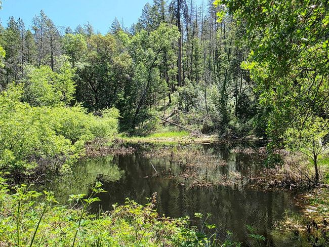 Pond | Image 5