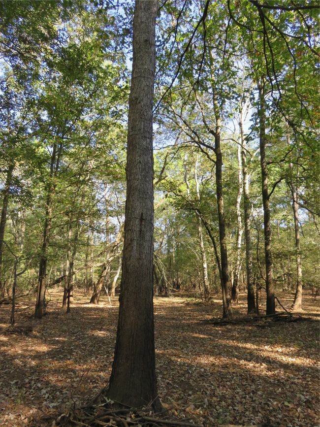 9795 S Us Highway 59, Home with 0 bedrooms, 0 bathrooms and null parking in Nacogdoches TX | Image 22
