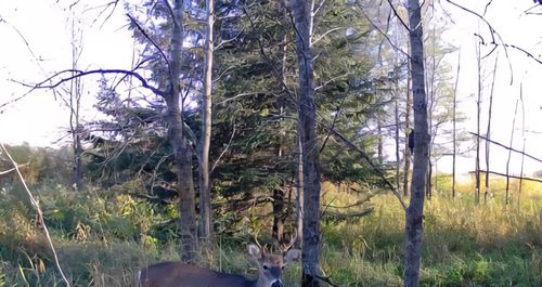 Lot A 316th St, Clarissa, MN, 56440 | Card Image