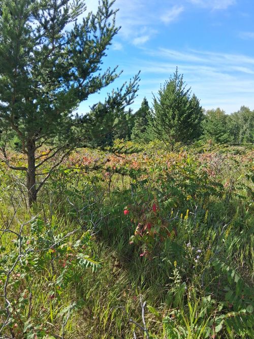 TBD Overland Dr, Browerville, MN, 56438 | Card Image