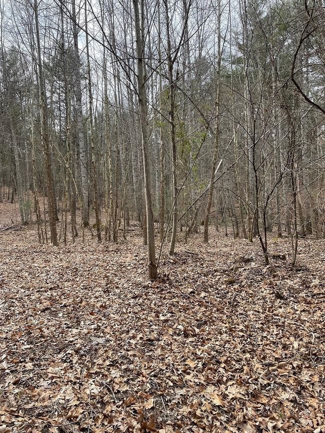 131 - 70 Estaline Valley Rd, Home with 0 bedrooms, 0 bathrooms and null parking in CRAIGSVILLE VA | Image 8