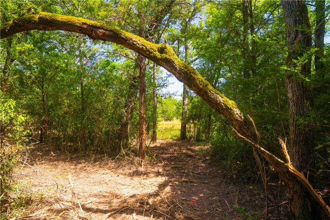View of tree filled area | Image 4