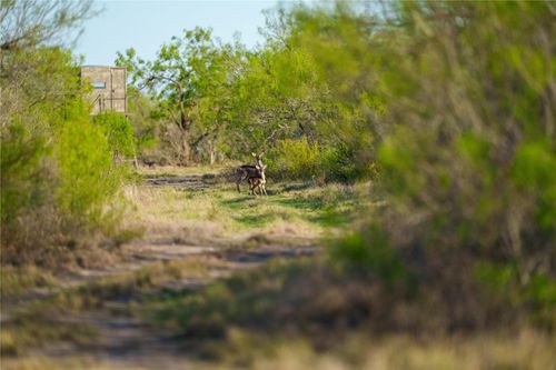 12355 Ranch Rd 131, Brackettville, TX, 78832 | Card Image