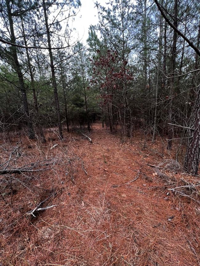 Clover Plot BEFORE | Image 27