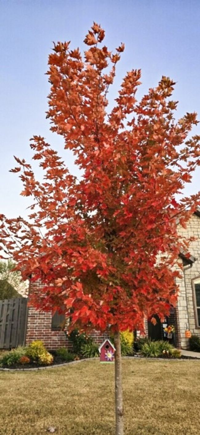 Seller would like for you to see the colorful new tree in the front yard during the fall season. | Image 42