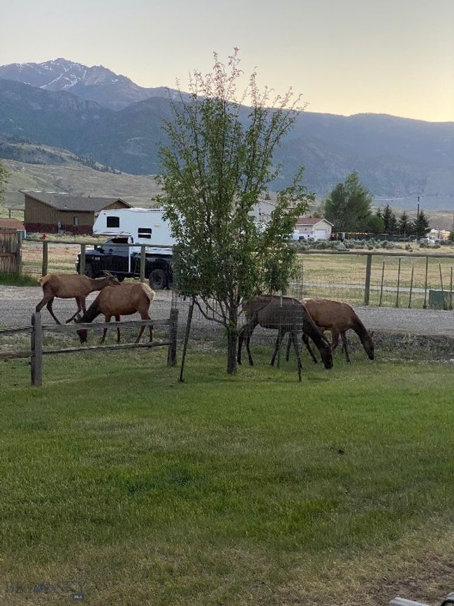 Just Some Friendly Neighborhood Elk | Image 49