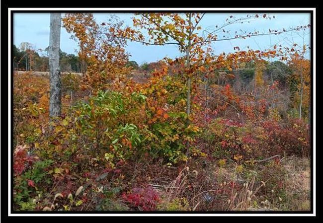TRACT-1 - 34482 Huston Rd, Home with 0 bedrooms, 0 bathrooms and null parking in Radcliff OH | Image 31