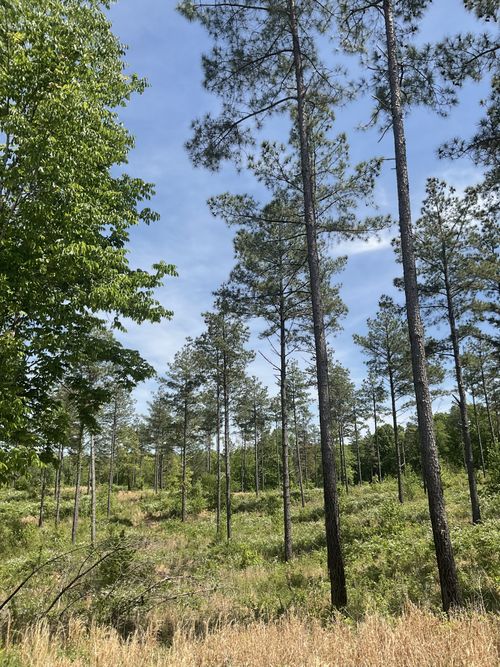 0 Saddleback Drive, Dover, TN, 37058 | Card Image