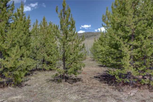 View of local wilderness with a forest view | Image 19