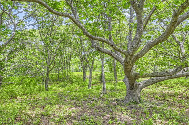 4 Cedar Ln, Home with 0 bedrooms, 0 bathrooms and null parking in Chilmark MA | Image 5