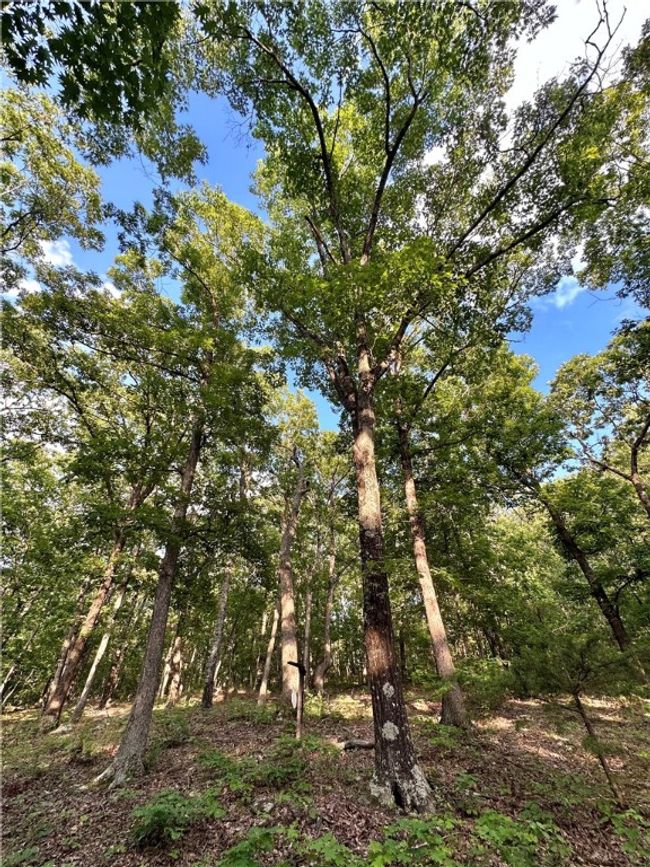 11 Slaty Gap Road, Home with 0 bedrooms, 0 bathrooms and null parking in West Fork AR | Image 10