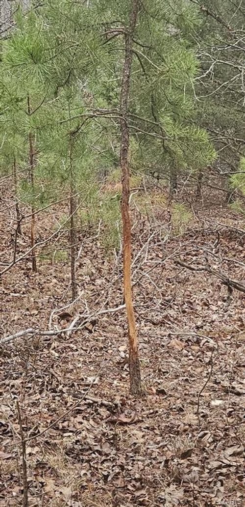 0 County Road 924, Bunker, MO, 63629 | Card Image