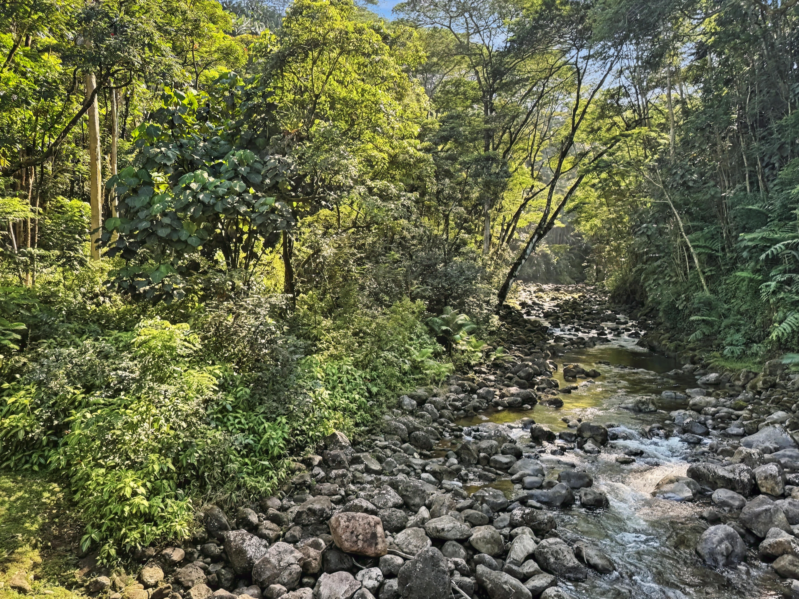 Land in Honomu 3