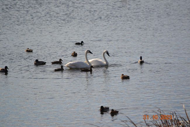Ham Lake wild life watching | Image 47