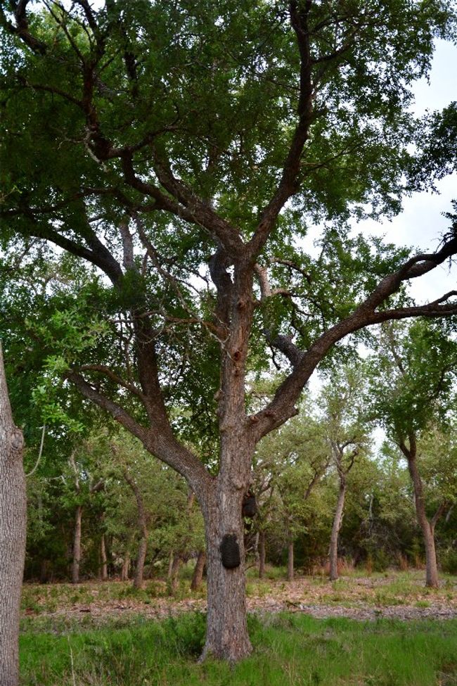 Birdhouses for wildlife exemption | Image 12