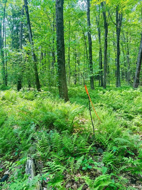 lot-3-123 Rte 5, Westminster, VT, 05158 | Card Image