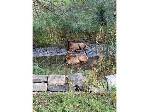 5211 Parmalee Gulch Rd, Indian Hills, CO, 80454-5112 | Card Image