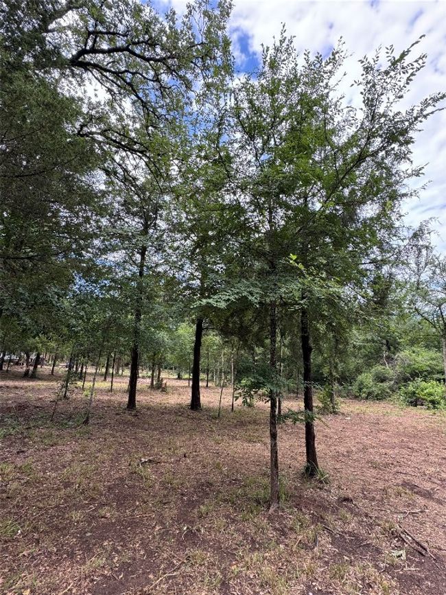 View of undeveloped land | Image 17